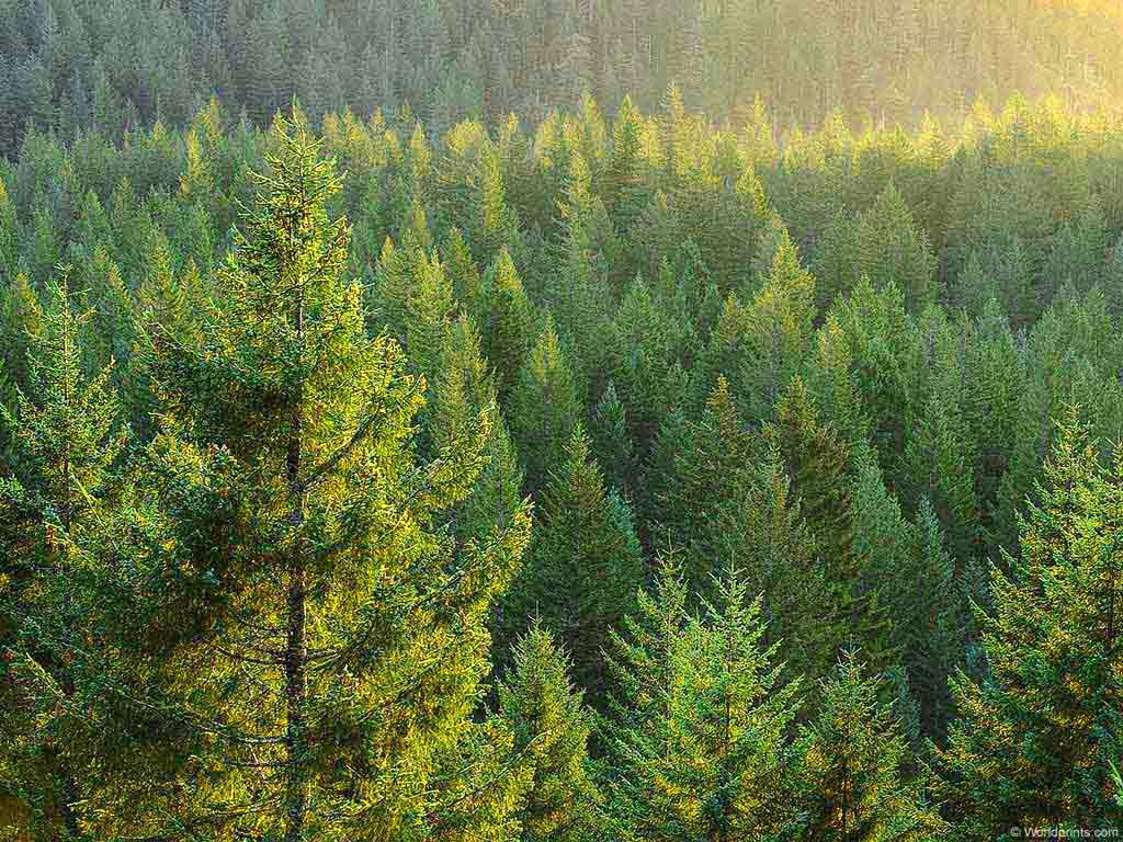More information about "Δορυφορική μέτρηση δασών ως ασπίδα κατά της κλιματικής αλλαγής"
