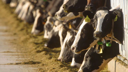 More information about "Αυτόματη περιβαλλοντική αδειοδότηση κτηνοτροφικών μονάδων"