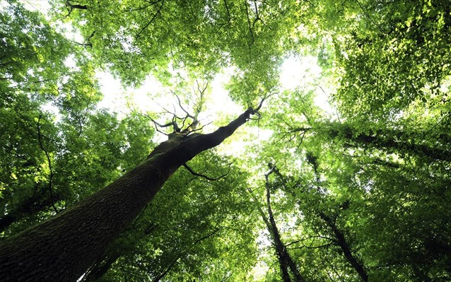 More information about "Η Ολλανδία θα αυξήσει τις δασικές της εκτάσεις κατά 25%"