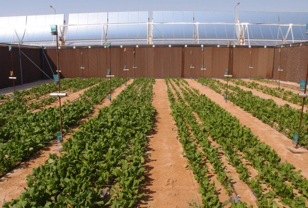 More information about "Κατάρ: Παραγωγή τεχνητού εδάφους για καλλιέργειες από αγρότες της ερήμου"