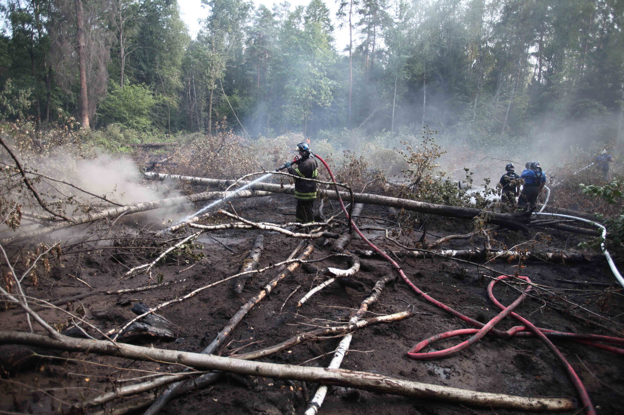 More information about "Τι συμβαίνει σε ένα δάσος στο Τσερνόμπιλ 28 χρόνια μετά την έκρηξη"