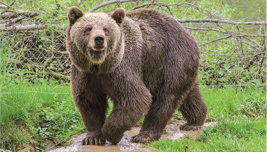 More information about "Το «Μονοπάτι της αρκούδας» στο Μέτσοβο, ένα από τα καλύτερα στην Ευρώπη"