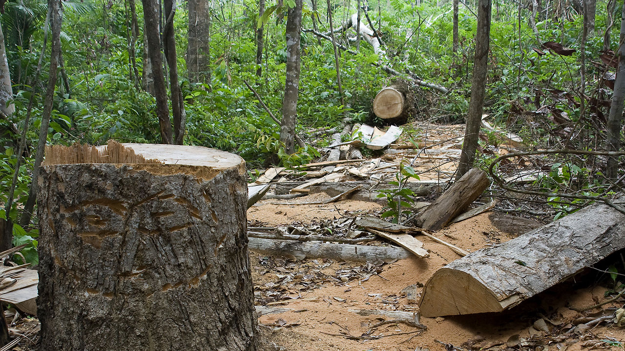 More information about "Μηδενική αποψίλωση των δασών ευελπιστεί να επιτύχει η Νορβηγία"