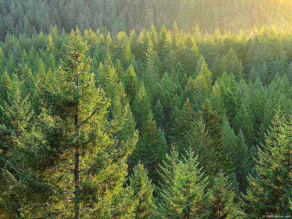 More information about "Σε ΦΕΚ η απόφαση για τις προδιαγραφές διαχείρισης δασικών οικοσυστημάτων"