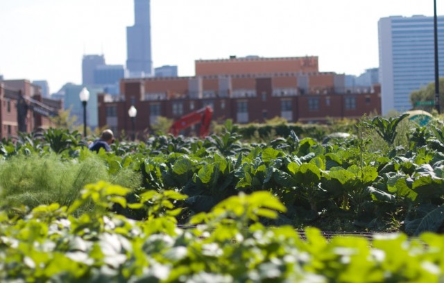 More information about "City farm: O κρίκος που ενώνει αστική και αγροτική ζωή"
