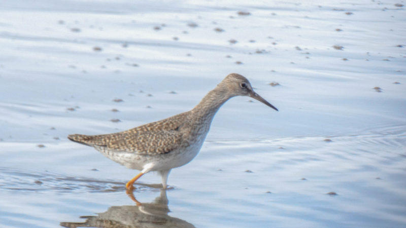 More information about "Οι περιοχές Natura 2000 απαιτούν περισσότερη χρηματοδότηση σύμφωνα με νέα έκθεση"