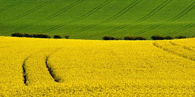 More information about "Έρευνα της ΕΕ ενοχοποιεί τις καλλιέργειες βιοκαυσίμων"