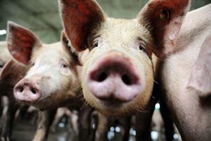 More information about "Γουρούνια ηλεκτροδοτούν 700 νοικοκυριά, “ξαλαφρώνουν” χωματερή, παράγουν γεωργικό λίπασμα"