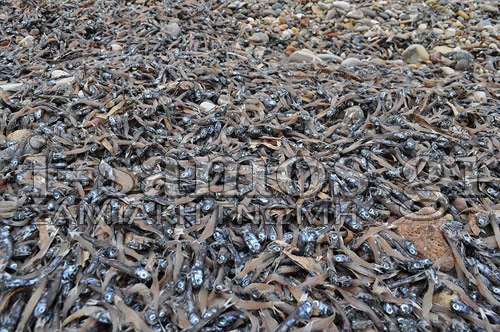 More information about "Οικολογική καταστροφή σε παραλία στο Καρλόβασι της Σάμου"