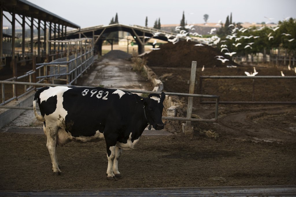 More information about "Πρόστιμο «φωτιά» 322 εκατ. ευρώ από την Κομισιόν στην Ελλάδα για τα βοσκοτόπια"