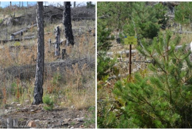 More information about "Πάρνωνας: Δέκα χρόνια μετά τον όλεθρο, το δάσος μαύρης πεύκης ανακάμπτει"