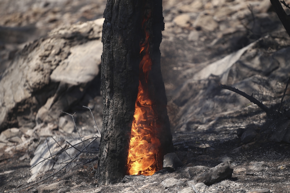 More information about "Άμεσα αναδασωτέες στο εξής οι καμένες δασικές εκτάσεις"