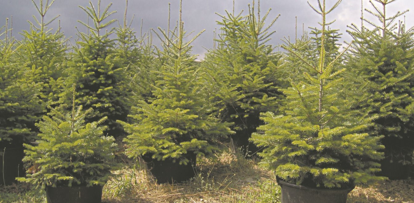 More information about "Παράδειγμα πράσινης ανάπτυξης το χριστουγεννιάτικο δέντρο και ο Ταξιάρχης"