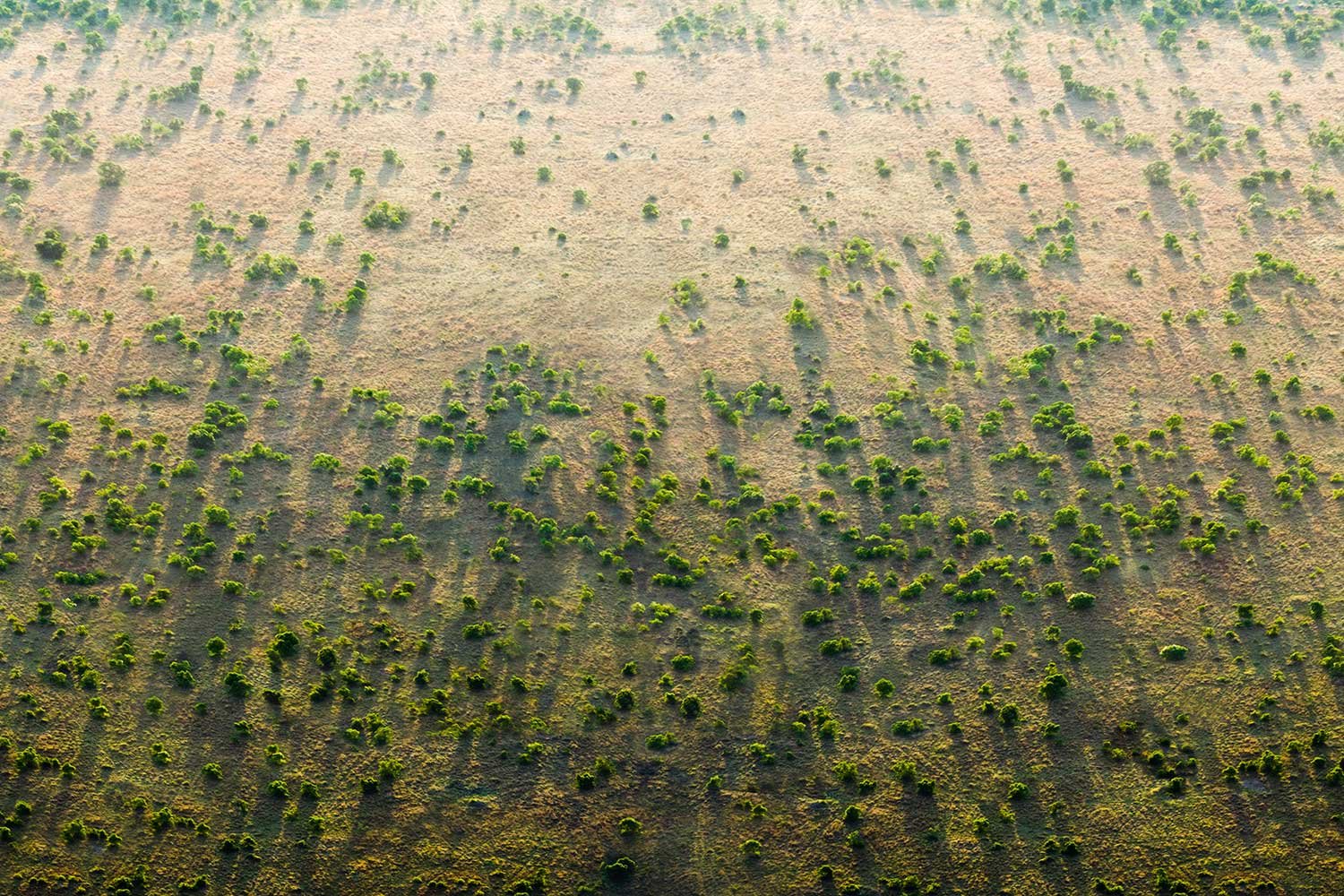 More information about "Green Great Wall - Το μεγάλο πράσινο τείχος της Αφρικής"