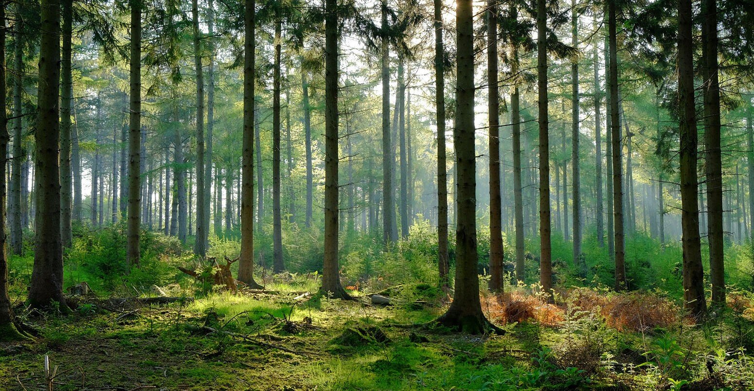More information about "Νέα μελέτη: Τα τροπικά δάση μπορεί να απελευθερώνουν άνθρακα"