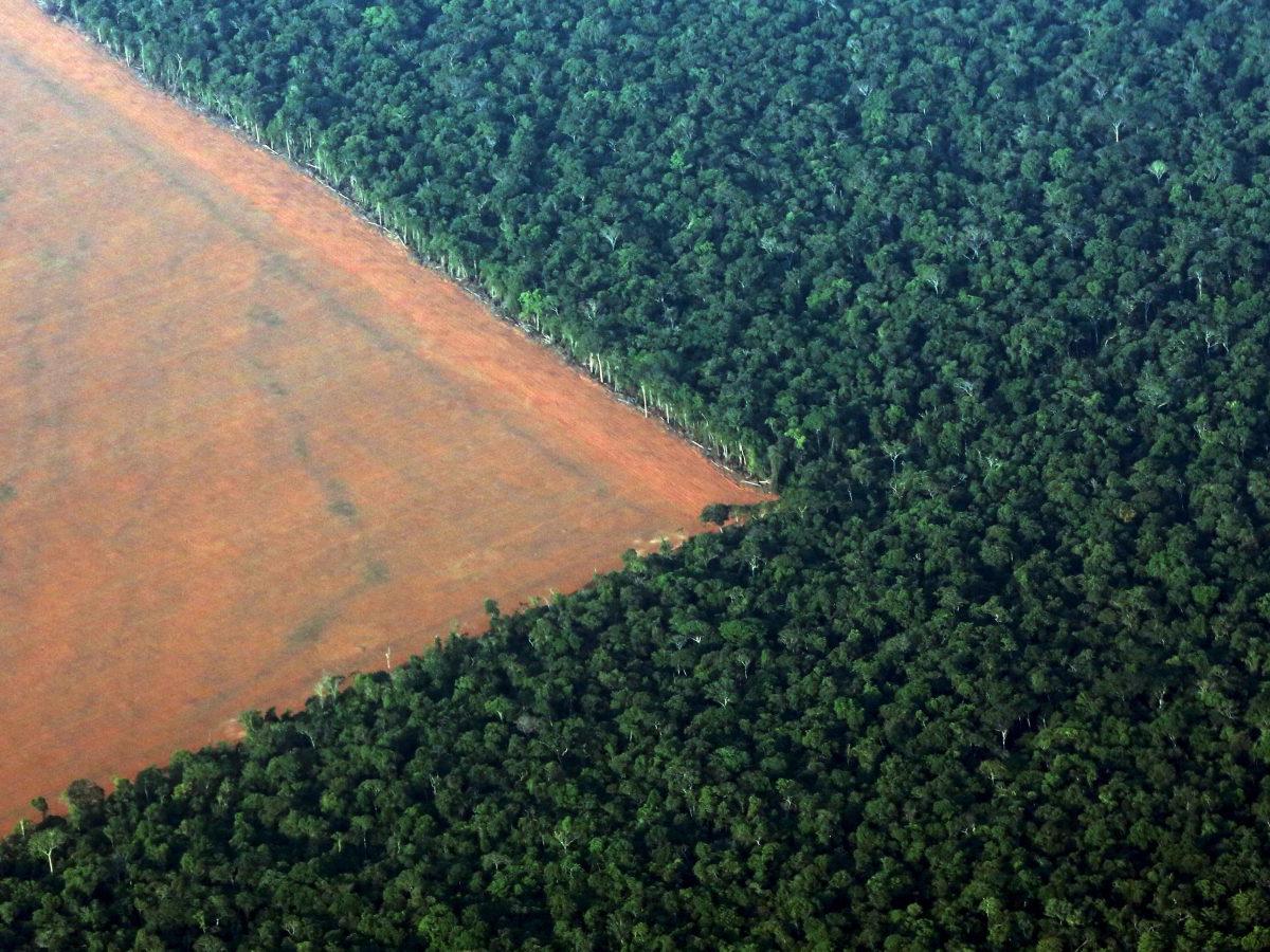 More information about "WWF: Χάθηκαν 430 εκατομμύρια στρέμματα δασών στα 24 κύρια «μέτωπα» αποψίλωσης στον κόσμο"