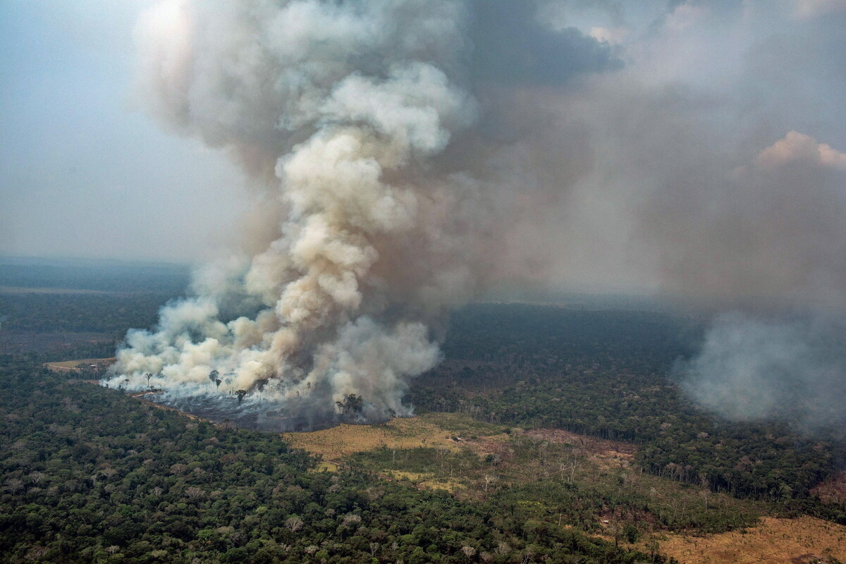 More information about "Απότομη αύξηση στην καταστροφή των δασών το 2020 -Η τρίτη χειρότερη χρονιά από το 2002"