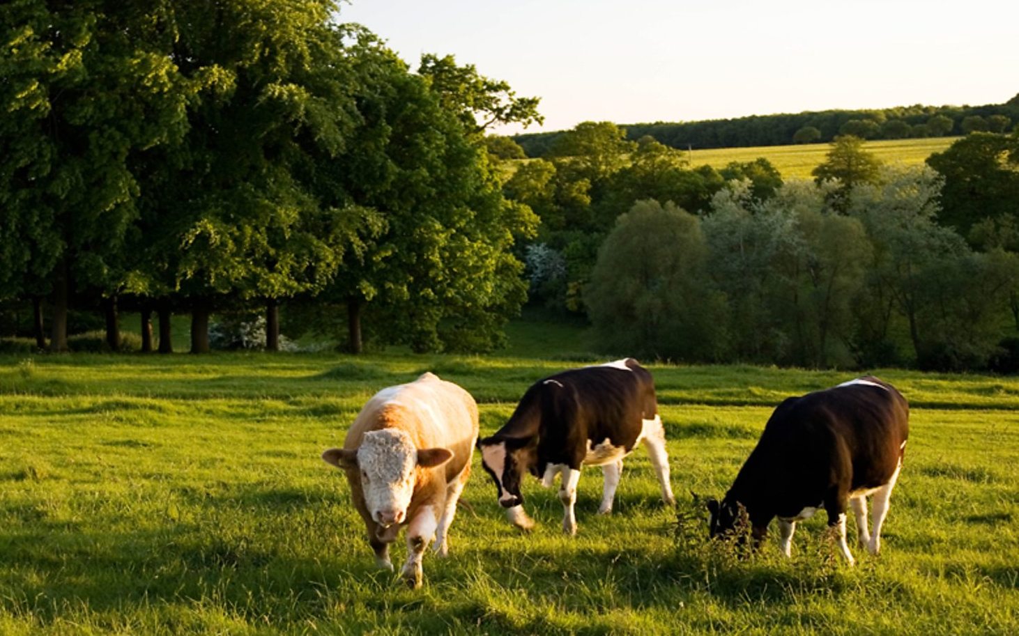 More information about "Υπό κατάρτιση σχέδιο νόμου για την αδειοδότηση σταβλικών και κτηνοτροφικών εγκαταστάσεων"