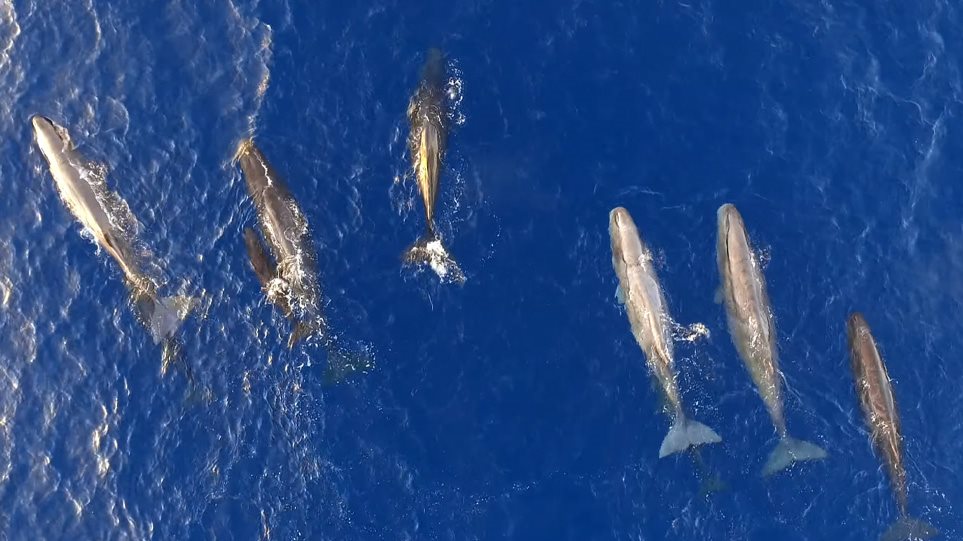 More information about "Φάλαινες ταΐζουν τα μικρά τους στο Ιόνιο Πέλαγος - Εκπληκτικές εικόνες από drone"