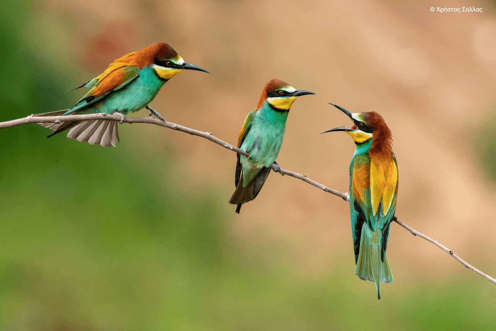 More information about "Η ομορφιά των ελληνικών περιοχών Natura 2000 σε 40 εντυπωσιακές φωτογραφίες"