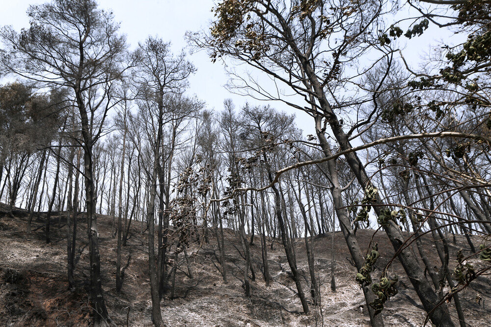 More information about "Πώς τα δάση μπορούν να αναγεννηθούν μόνα τους μετά τη φωτιά – Πόσα χρόνια χρειάζονται"