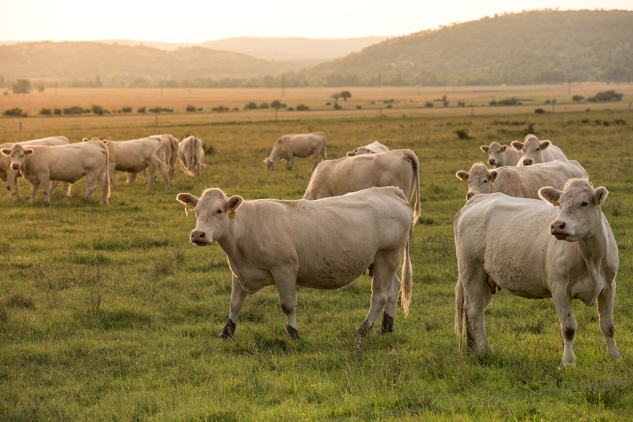 More information about "Σε δημόσια διαβούλευση το νομοσχέδιο για τις κτηνοτροφικές εγκαταστάσεις"