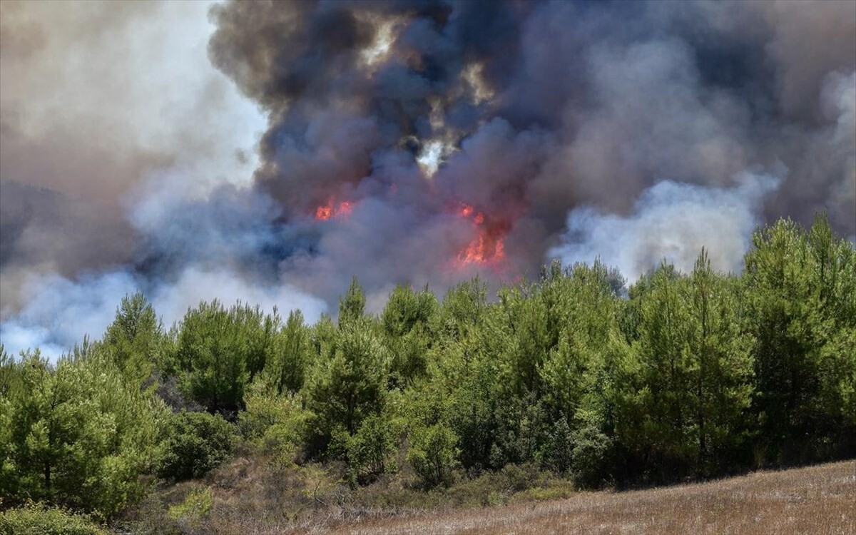 More information about "Θέκλα Τσιτσώνη: Οι ενέργειες ενός αποτελεσματικού σχεδίου δράσης για την αντιμετώπιση των πυρκαγιών και των συνεπειών τους"