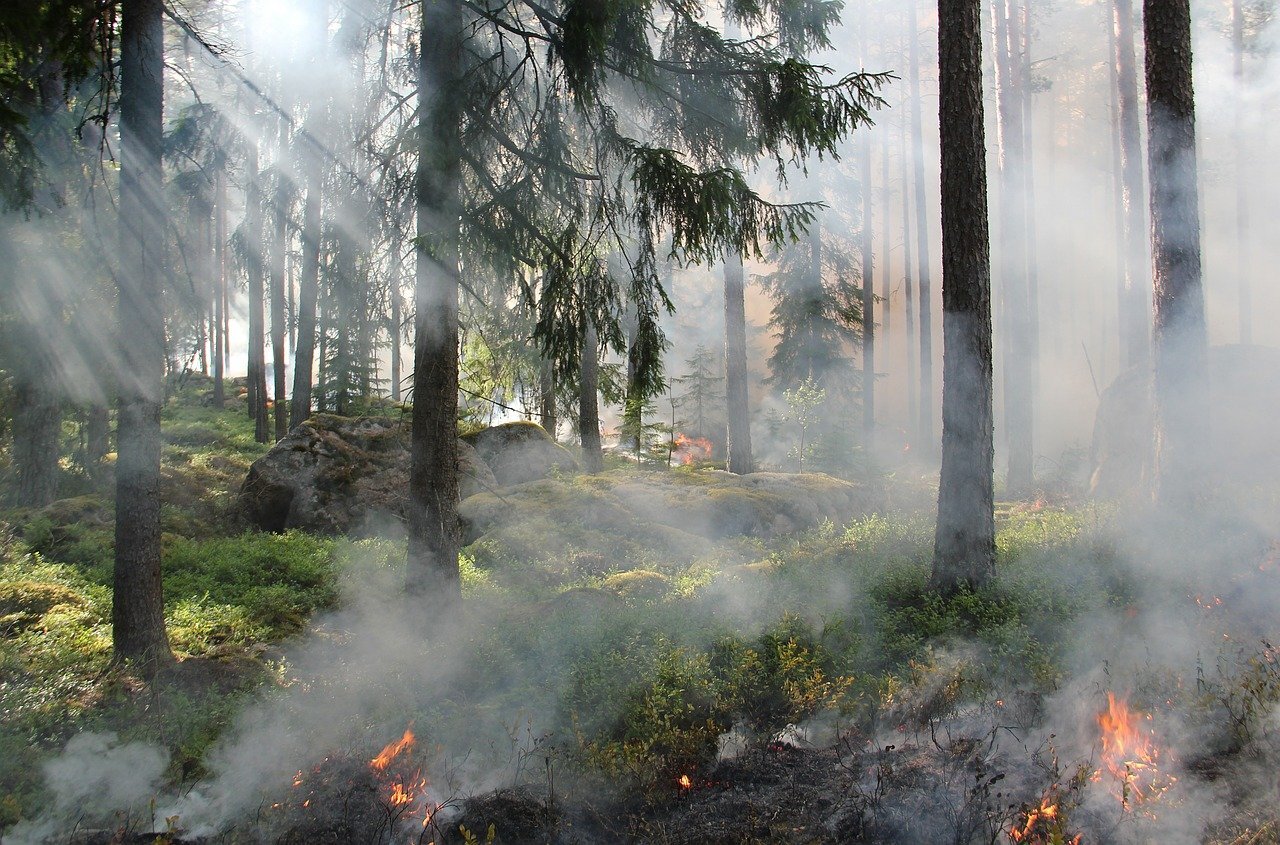 More information about "Η ακτινογραφία των πυρκαγιών: Τα οκτώ βασικά συμπεράσματα και οι μεγάλοι μεταπυρικοί κίνδυνοι"