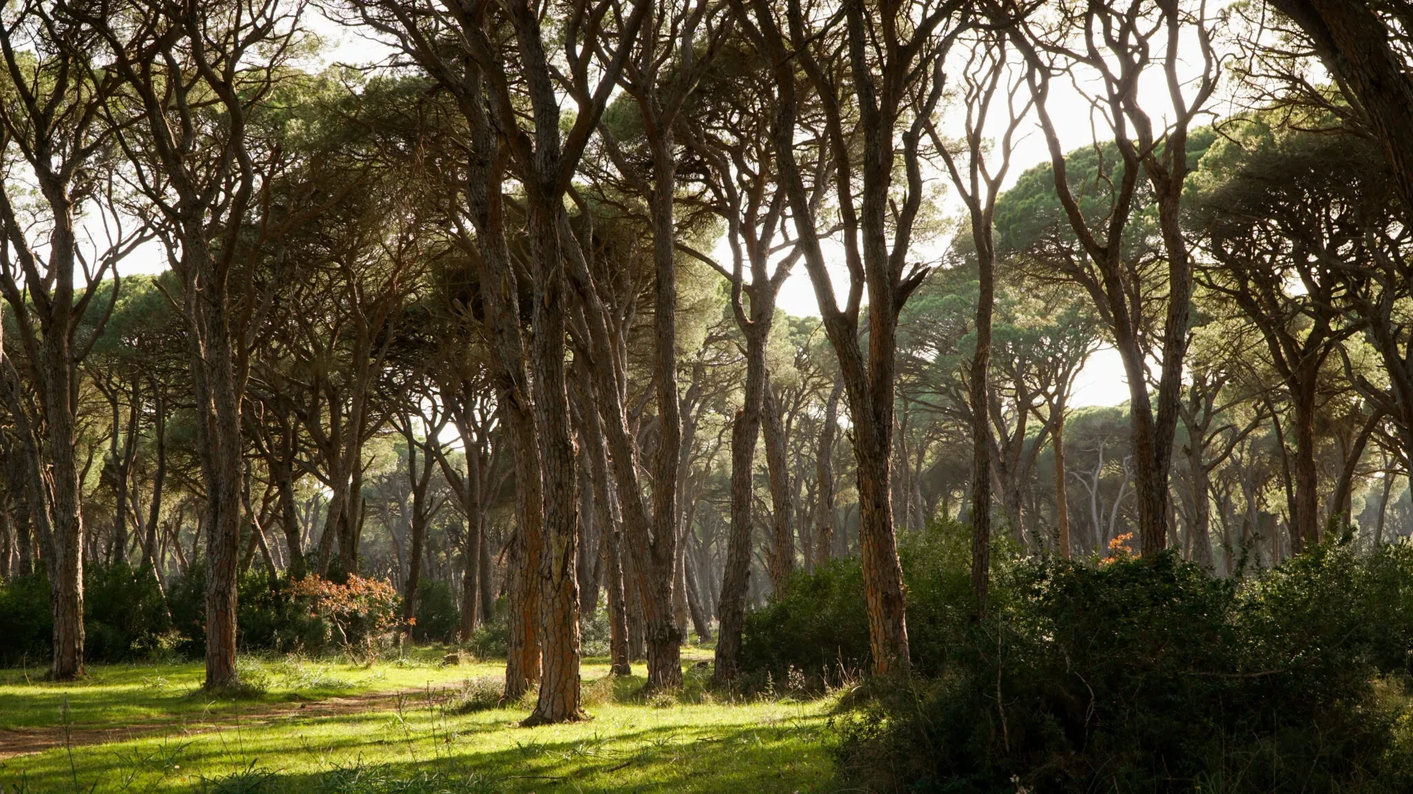 More information about "Δάσος Στροφυλιάς: Ένα καταπράσινο καταφύγιο άγριας ζωής"