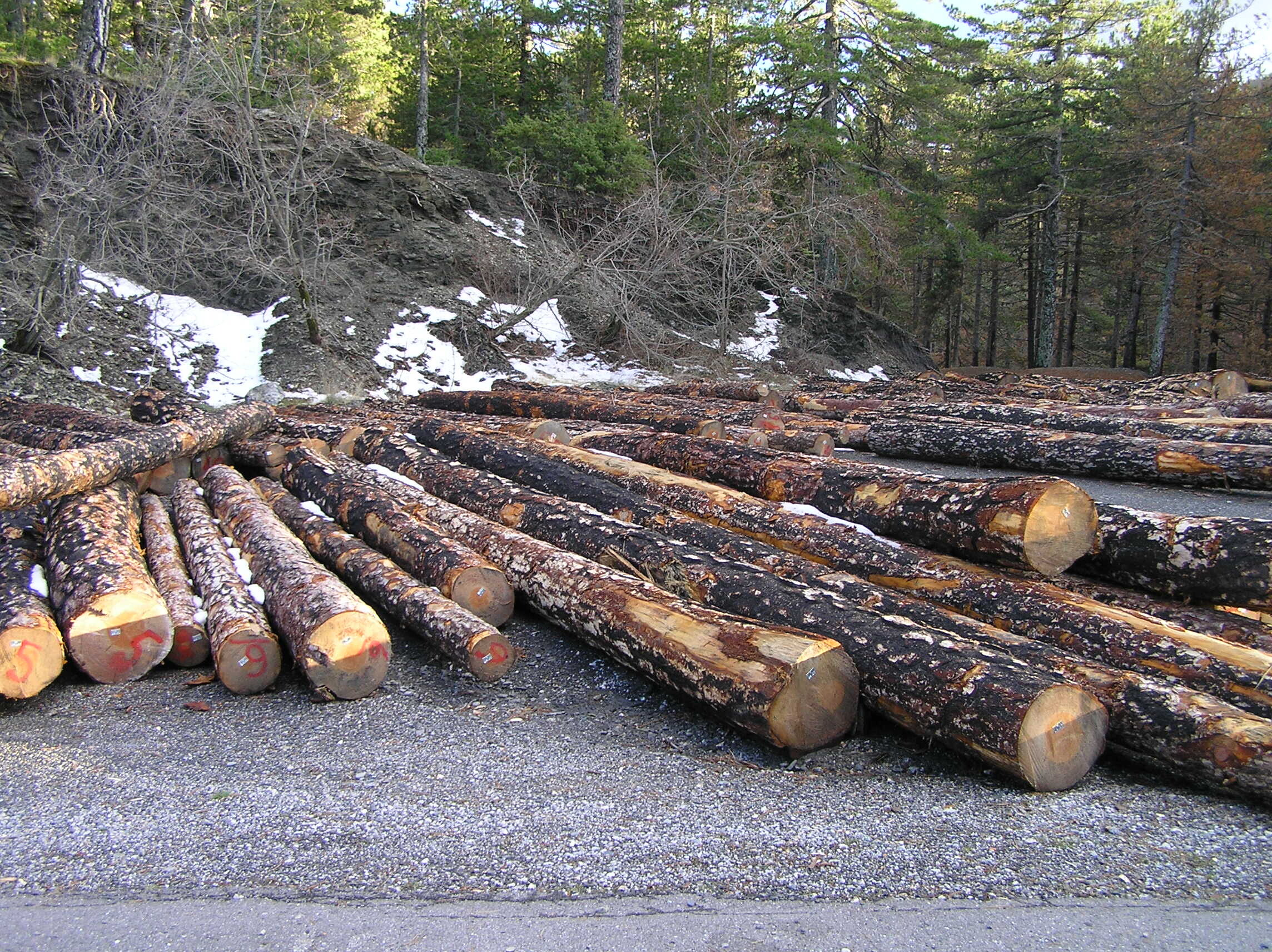 More information about "Η διαχείριση του ξύλου στις καμένες δασικές εκτάσεις"