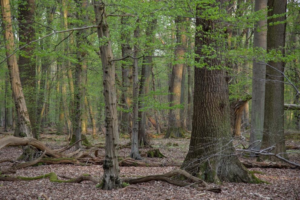 More information about "Στην Ελλάδα το ευρωπαϊκό βραβείο Natura 2000 για την προστασία χερσαίων εκτάσεων"