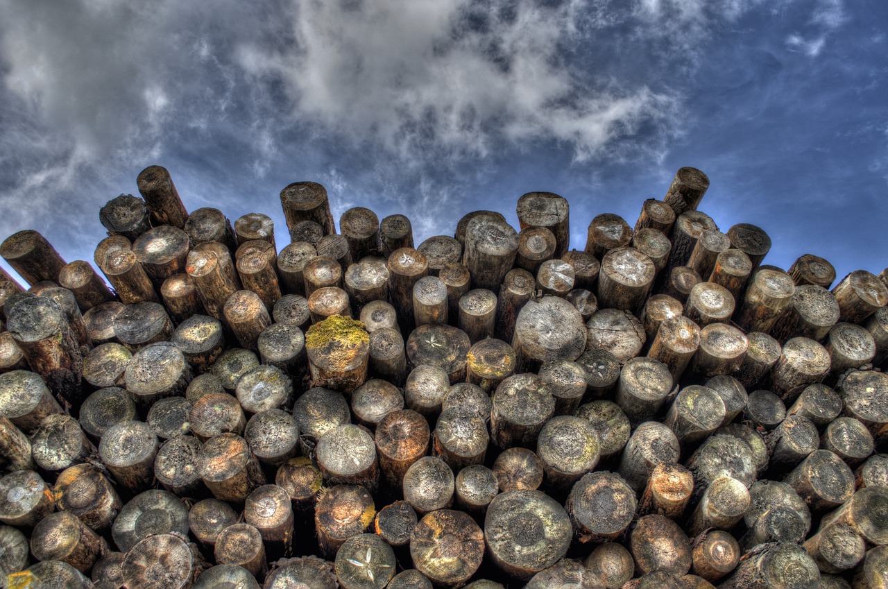 More information about "Το 16% της αποψίλωσης των δασών σε παγκόσμια κλίμακα οφείλεται στην ΕΕ"