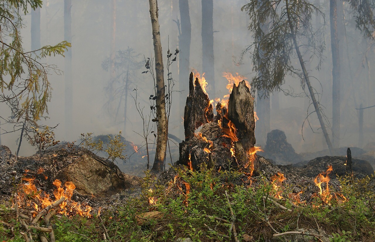 More information about "NERO: Νέο πανευρωπαϊκό δίκτυο για την μελέτη και την πρόγνωση των ακραίων δασικών πυρκαγιών"
