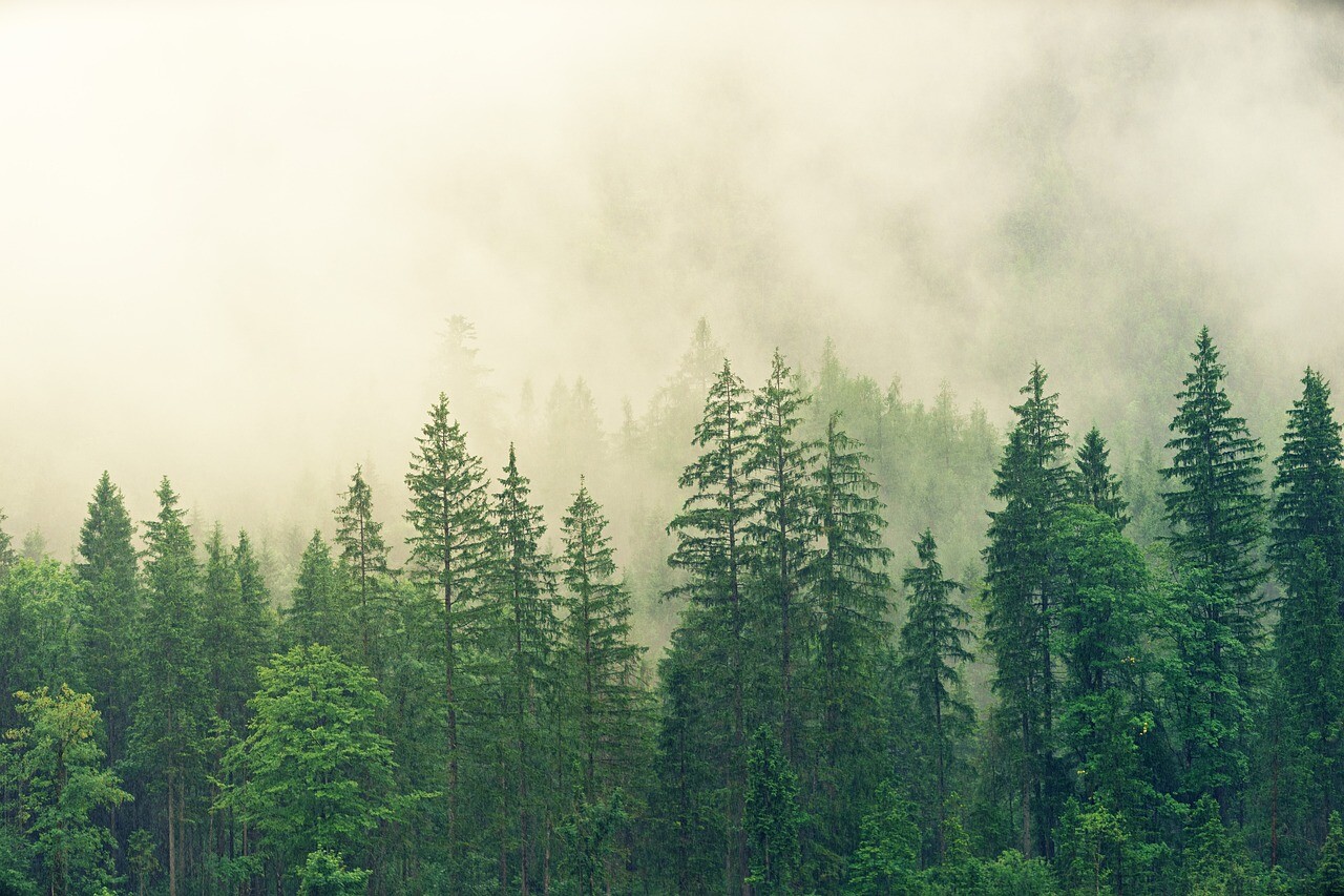 More information about "Ευρωπαϊκή Επιτροπή: Πρόταση νόμου για την παρακολούθηση των δασών"