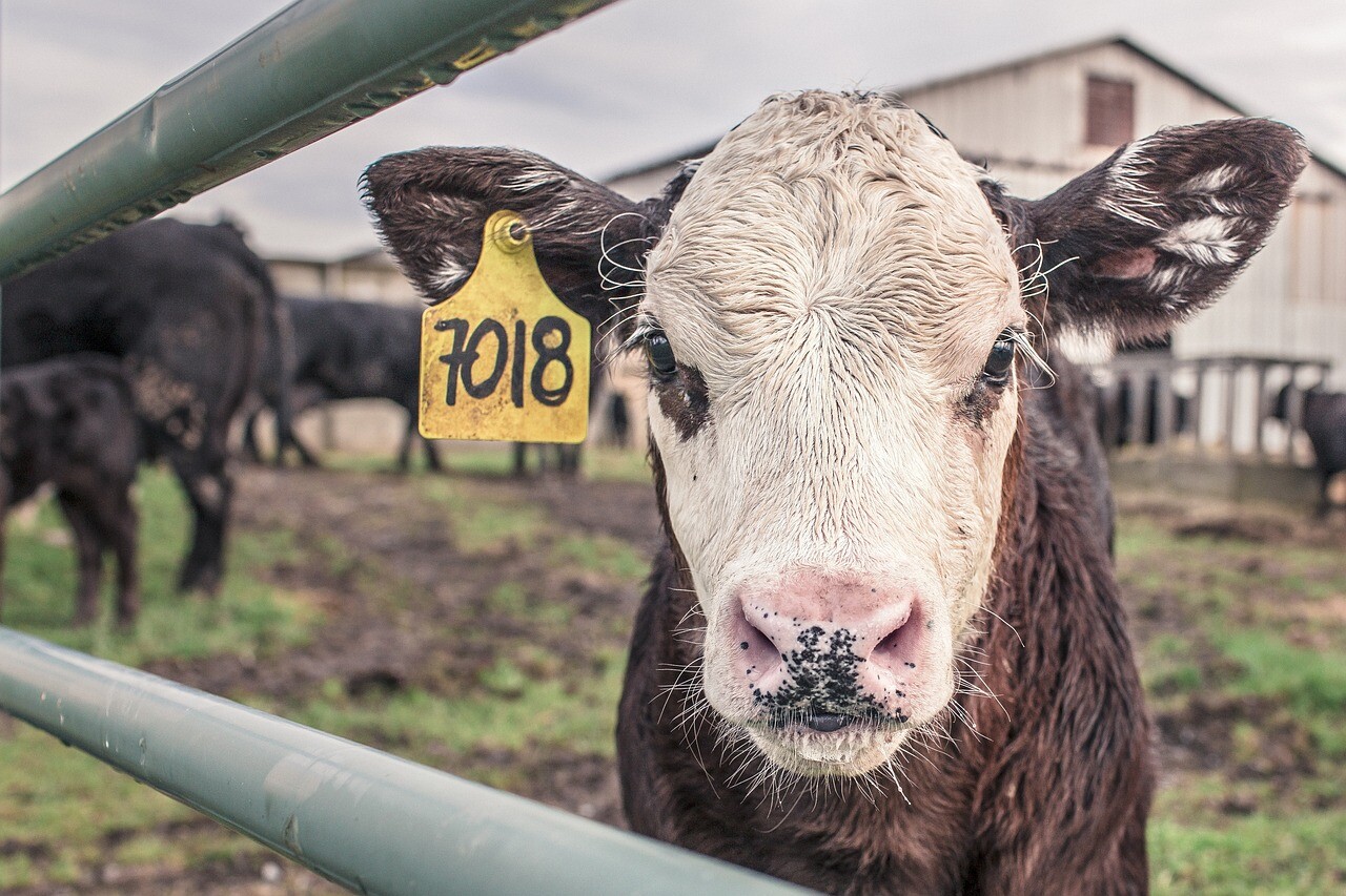 More information about "Δημιουργία κτηνοτροφικών πάρκων προβλέπει το υπό διαβούλευση νομοσχέδιο του ΥΠΑΑΤ"