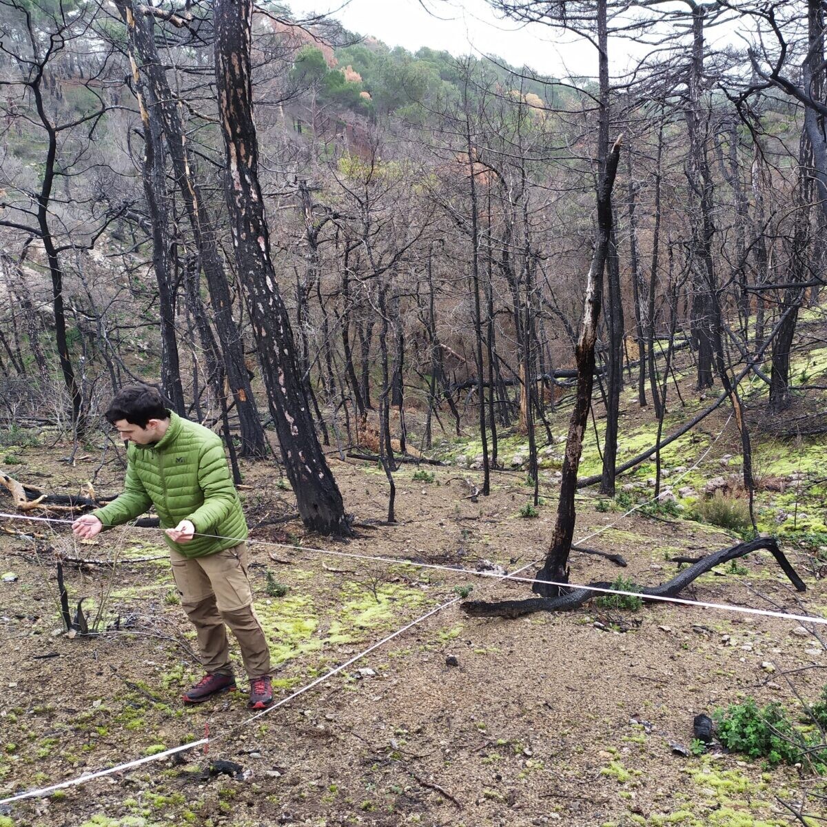 More information about "Δάσος Δαδιάς: Ξεκίνησε η αναγέννηση των καμένων εκτάσεων του 2022"