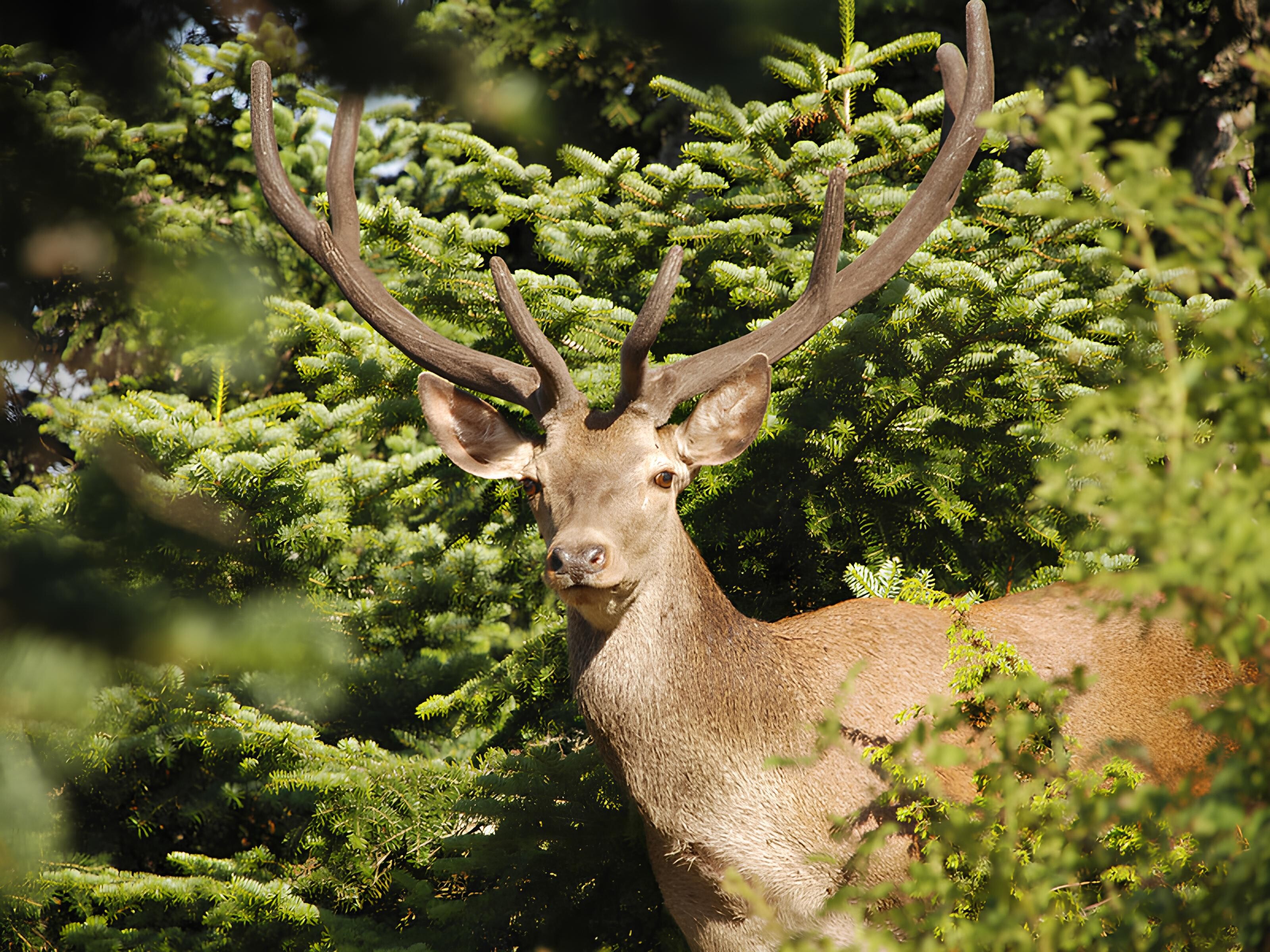 More information about "Οι οικολογικοί διάδρομοι ως μέσο προστασίας της άγριας ζωής"