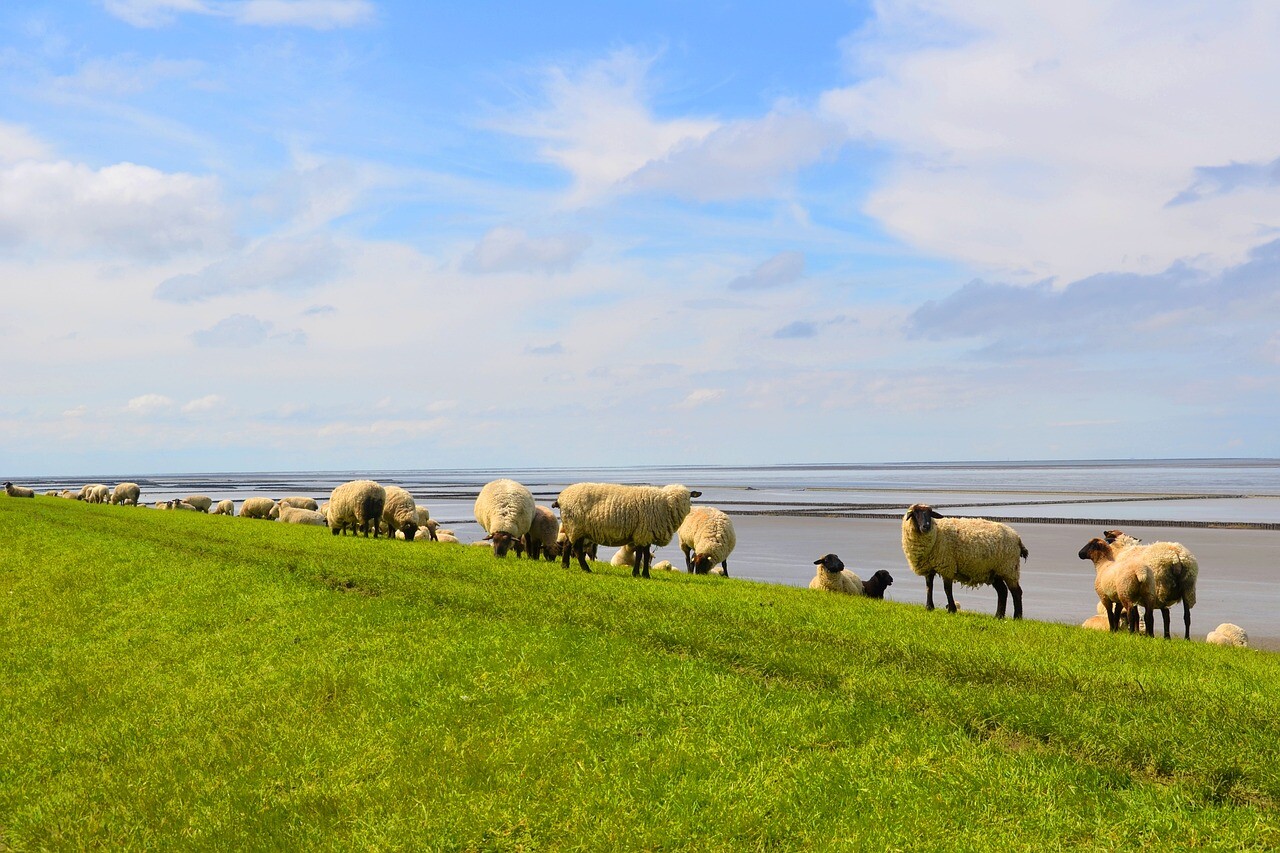 More information about "Η νέα ΚΥΑ εναρμονισμένη με την ΚΑΠ για την κατανομή βοσκοτόπων της χώρας"