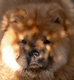 chowchow