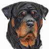 rottie